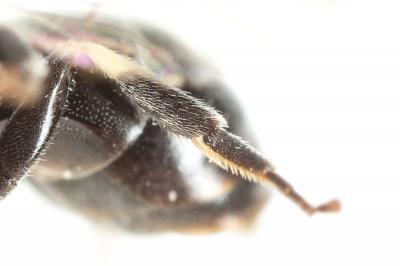  Hylaeus hyalinatus Smith, 1842