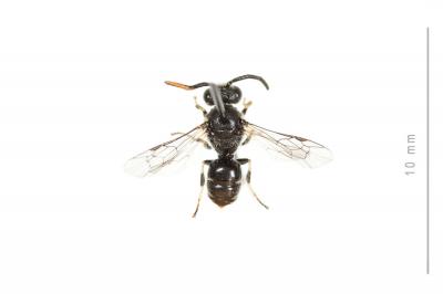  Hylaeus hyalinatus Smith, 1842