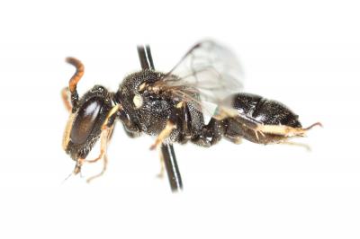  Hylaeus hyalinatus Smith, 1842