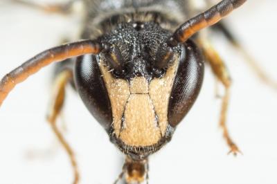  Hylaeus hyalinatus Smith, 1842