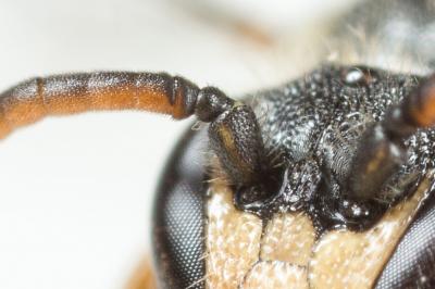  Hylaeus hyalinatus Smith, 1842