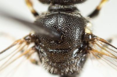  Hylaeus hyalinatus Smith, 1842