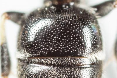  Hylaeus hyalinatus Smith, 1842