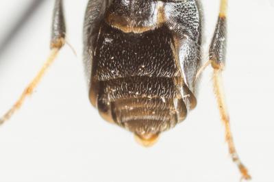  Hylaeus hyalinatus Smith, 1842