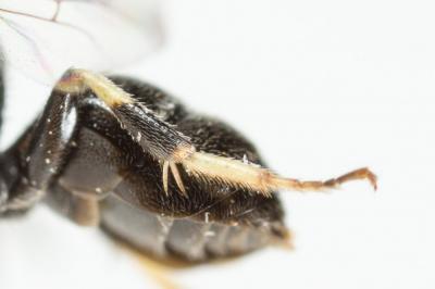  Hylaeus hyalinatus Smith, 1842