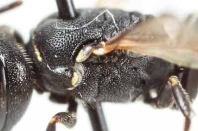  Hylaeus gredleri Förster, 1871