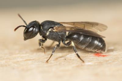  Hylaeus gredleri Förster, 1871