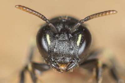  Hylaeus gredleri Förster, 1871