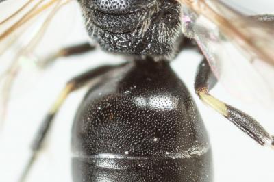  Hylaeus gredleri Förster, 1871