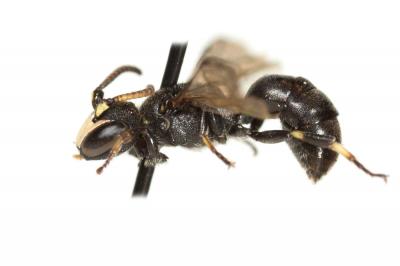  Hylaeus gredleri Förster, 1871