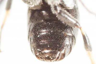  Hylaeus gredleri Förster, 1871