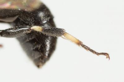  Hylaeus gredleri Förster, 1871