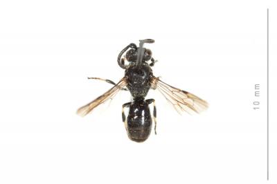  Hylaeus difformis (Eversmann, 1852)