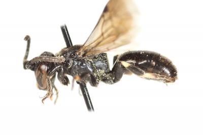  Hylaeus difformis (Eversmann, 1852)