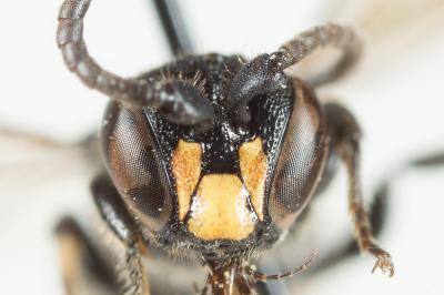  Hylaeus difformis (Eversmann, 1852)