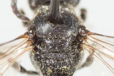  Hylaeus difformis (Eversmann, 1852)