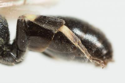  Hylaeus difformis (Eversmann, 1852)