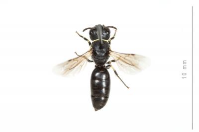  Hylaeus cornutus Curtis, 1831