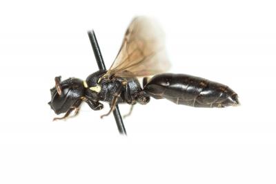  Hylaeus cornutus Curtis, 1831