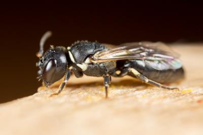  Hylaeus cornutus Curtis, 1831