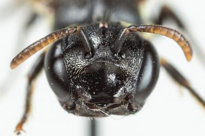  Hylaeus cornutus Curtis, 1831