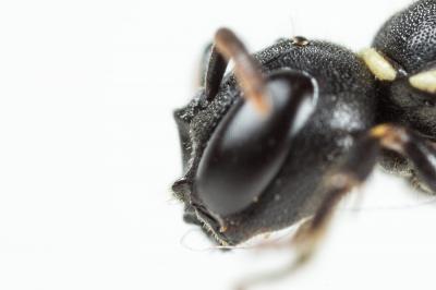  Hylaeus cornutus Curtis, 1831