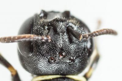  Hylaeus cornutus Curtis, 1831