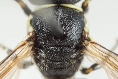  Hylaeus cornutus Curtis, 1831