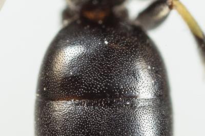  Hylaeus cornutus Curtis, 1831