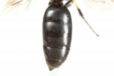  Hylaeus cornutus Curtis, 1831