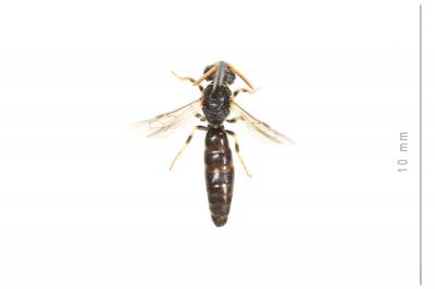  Hylaeus cornutus Curtis, 1831