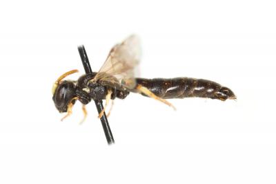  Hylaeus cornutus Curtis, 1831