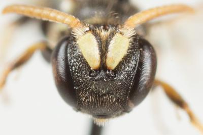  Hylaeus cornutus Curtis, 1831