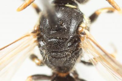  Hylaeus cornutus Curtis, 1831