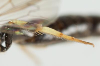  Hylaeus cornutus Curtis, 1831