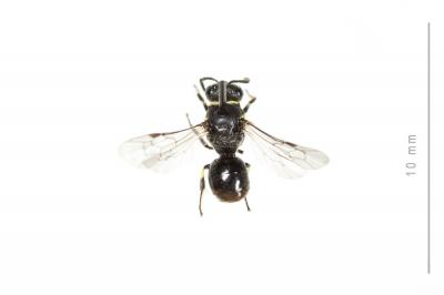  Hylaeus communis Nylander, 1852