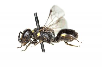  Hylaeus communis Nylander, 1852