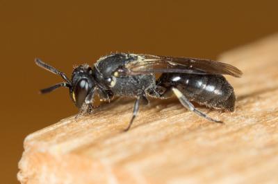  Hylaeus communis Nylander, 1852