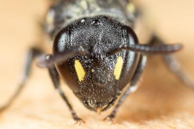  Hylaeus communis Nylander, 1852