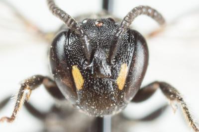  Hylaeus communis Nylander, 1852