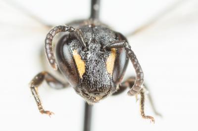  Hylaeus communis Nylander, 1852