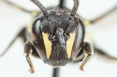  Hylaeus communis Nylander, 1852