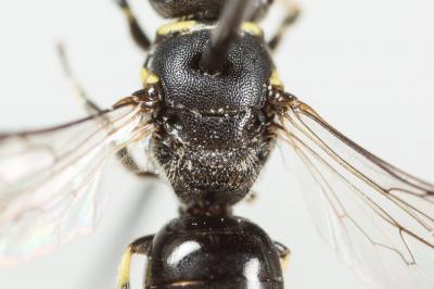  Hylaeus communis Nylander, 1852