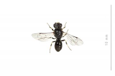  Hylaeus communis Nylander, 1852