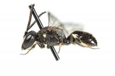  Hylaeus communis Nylander, 1852