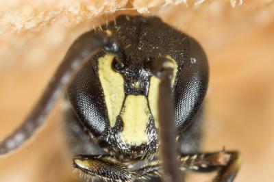  Hylaeus communis Nylander, 1852