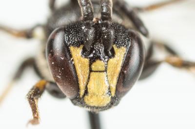  Hylaeus communis Nylander, 1852