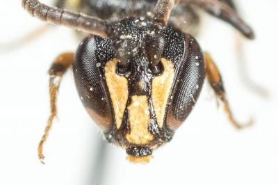  Hylaeus communis Nylander, 1852