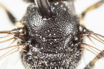  Hylaeus communis Nylander, 1852