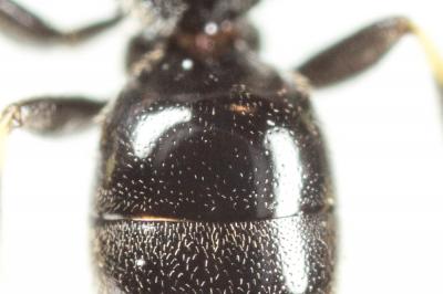  Hylaeus communis Nylander, 1852